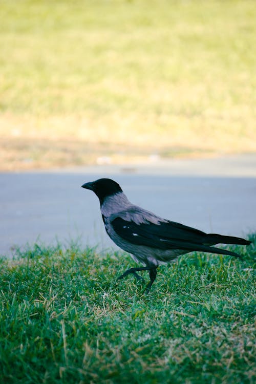 A bird is walking on the grass in the park