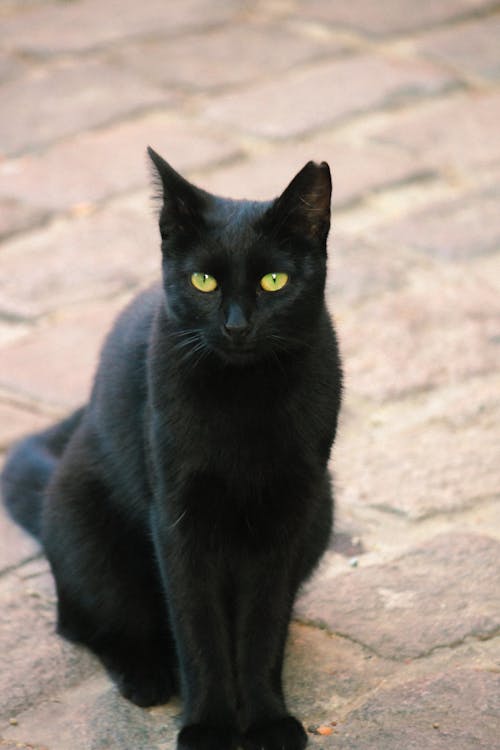 A black cat sitting on a brick road
