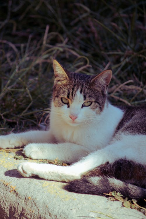 A cat laying on a rock