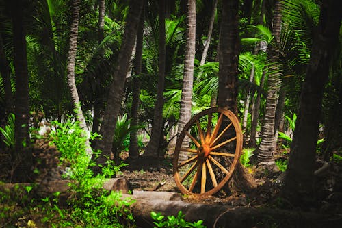 Free stock photo of abandoned, big wheel, forest