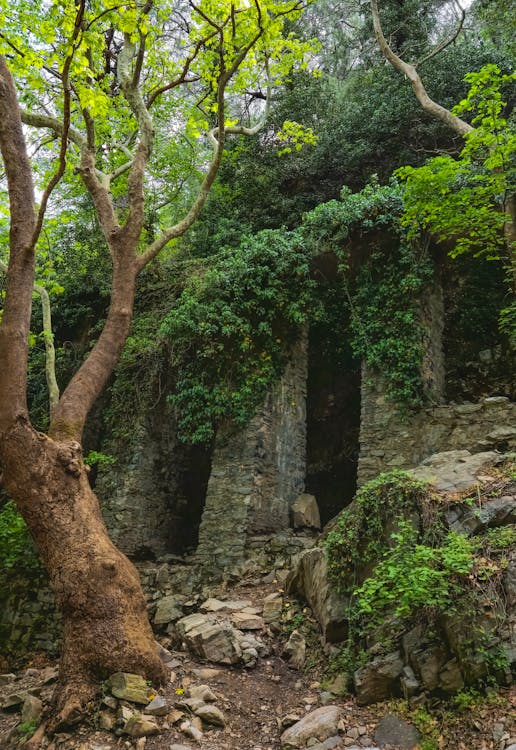 Foto d'estoc gratuïta de a l'aire lliure, arbre, creixement