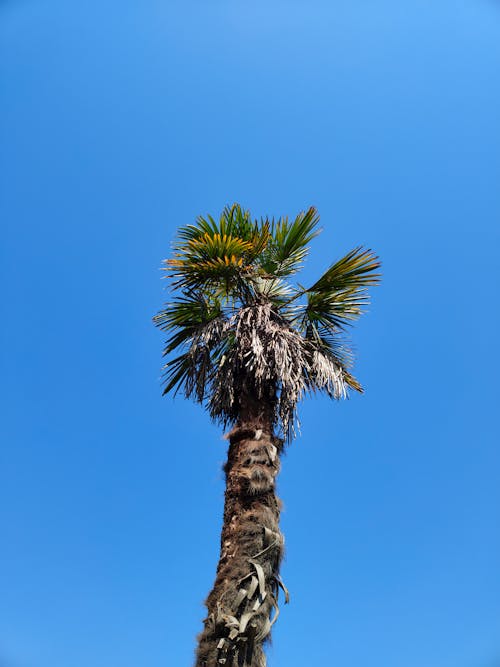 Darmowe zdjęcie z galerii z błękitne niebo, drzewo palmowe, minimalny