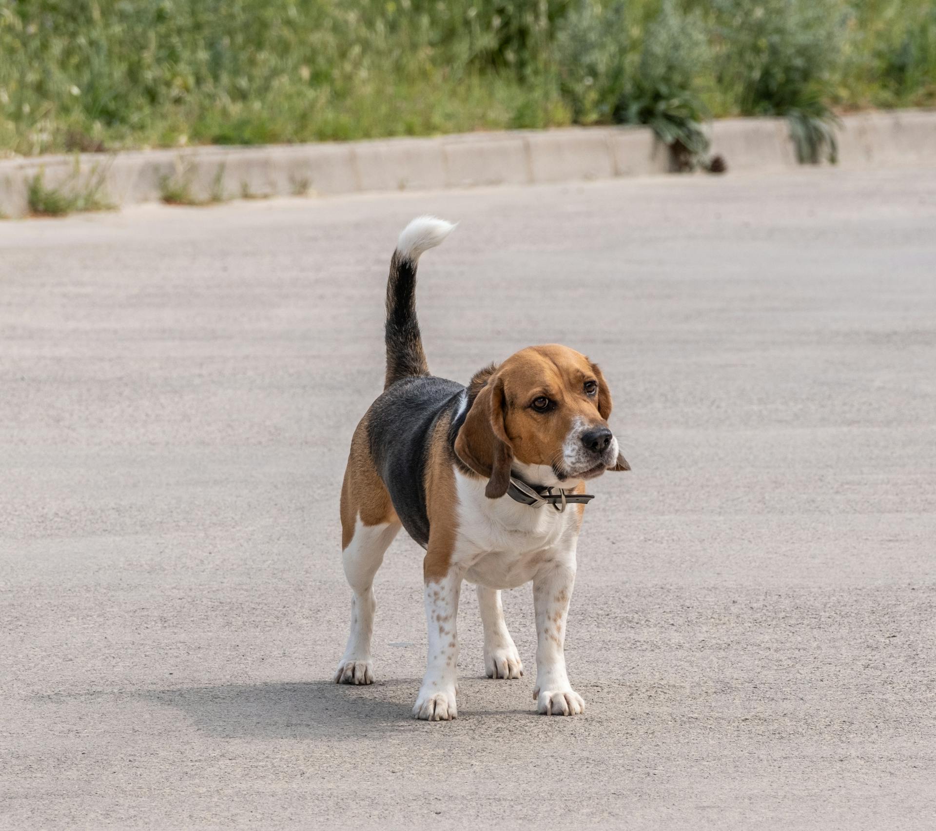 Beaglehund på trottoaren