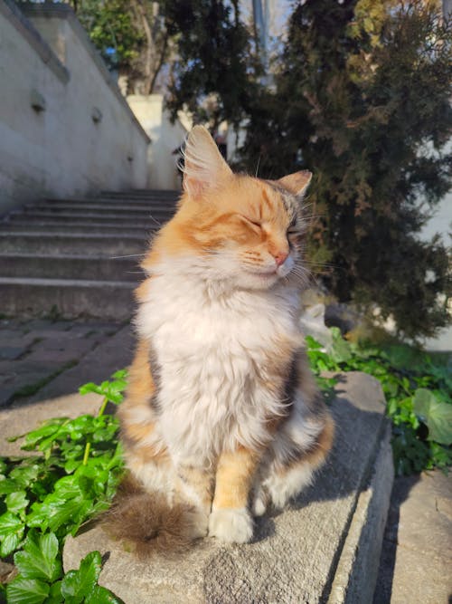 İstanbul, kedi fotoğrafçılığı, sevimli hayvan içeren Ücretsiz stok fotoğraf