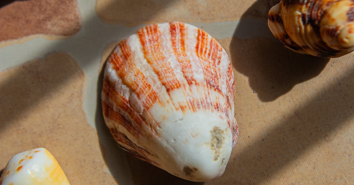 Shells on Pavement · Free Stock Photo