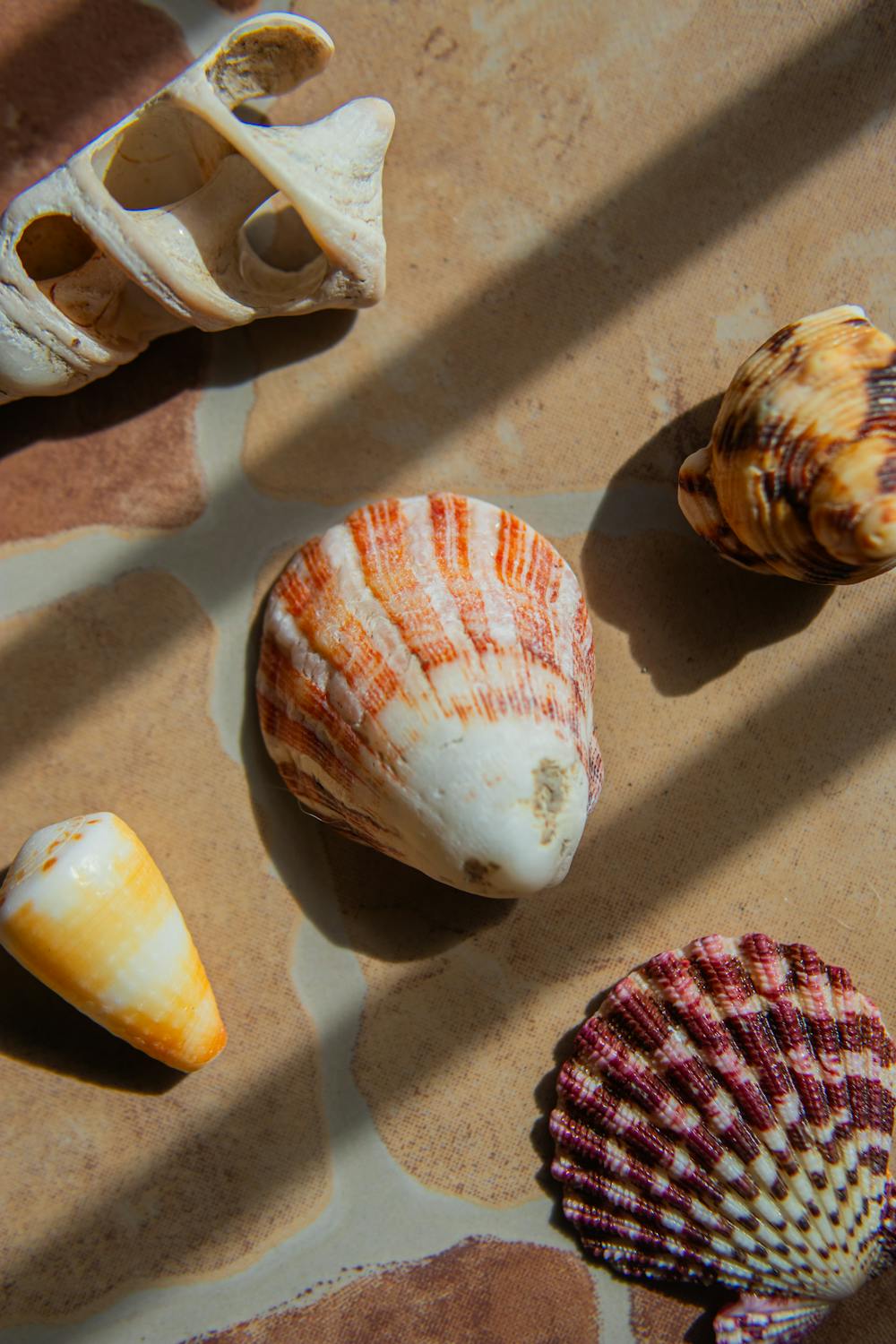 Shells on Pavement · Free Stock Photo
