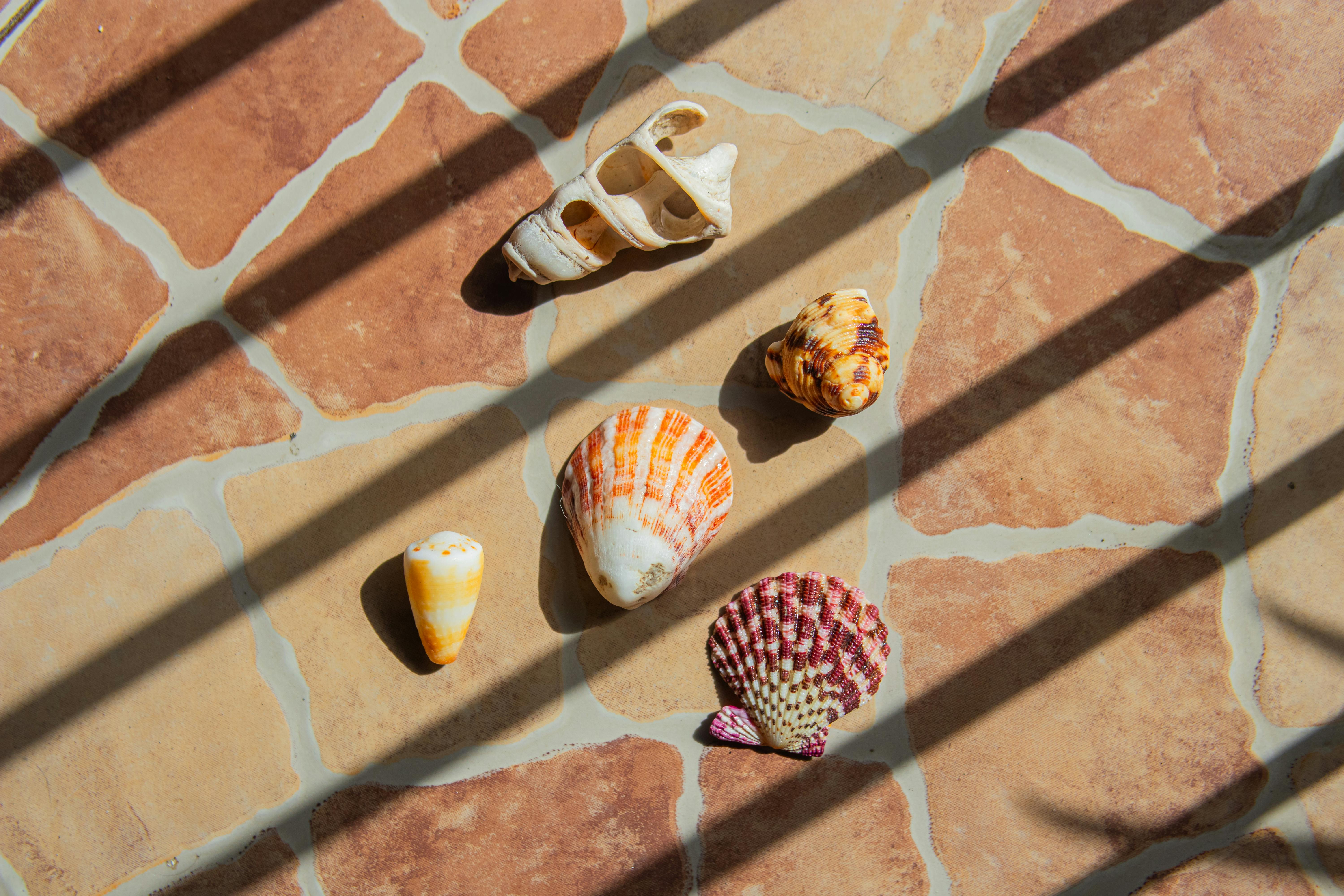 Shadows over Shells on Pavement · Free Stock Photo
