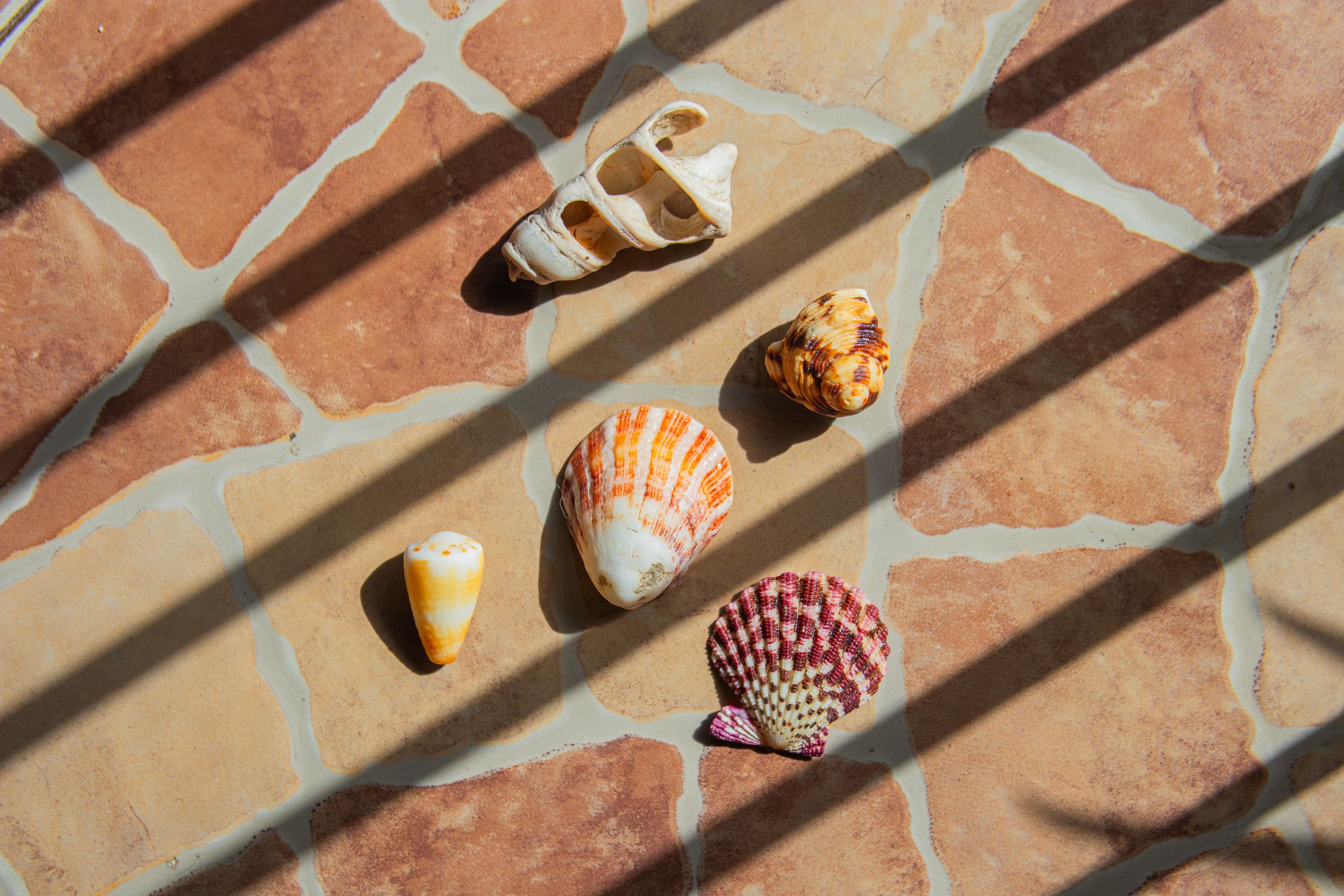 Shell With Shadow Shadows over Shells on Pavement · Free Stock Photo