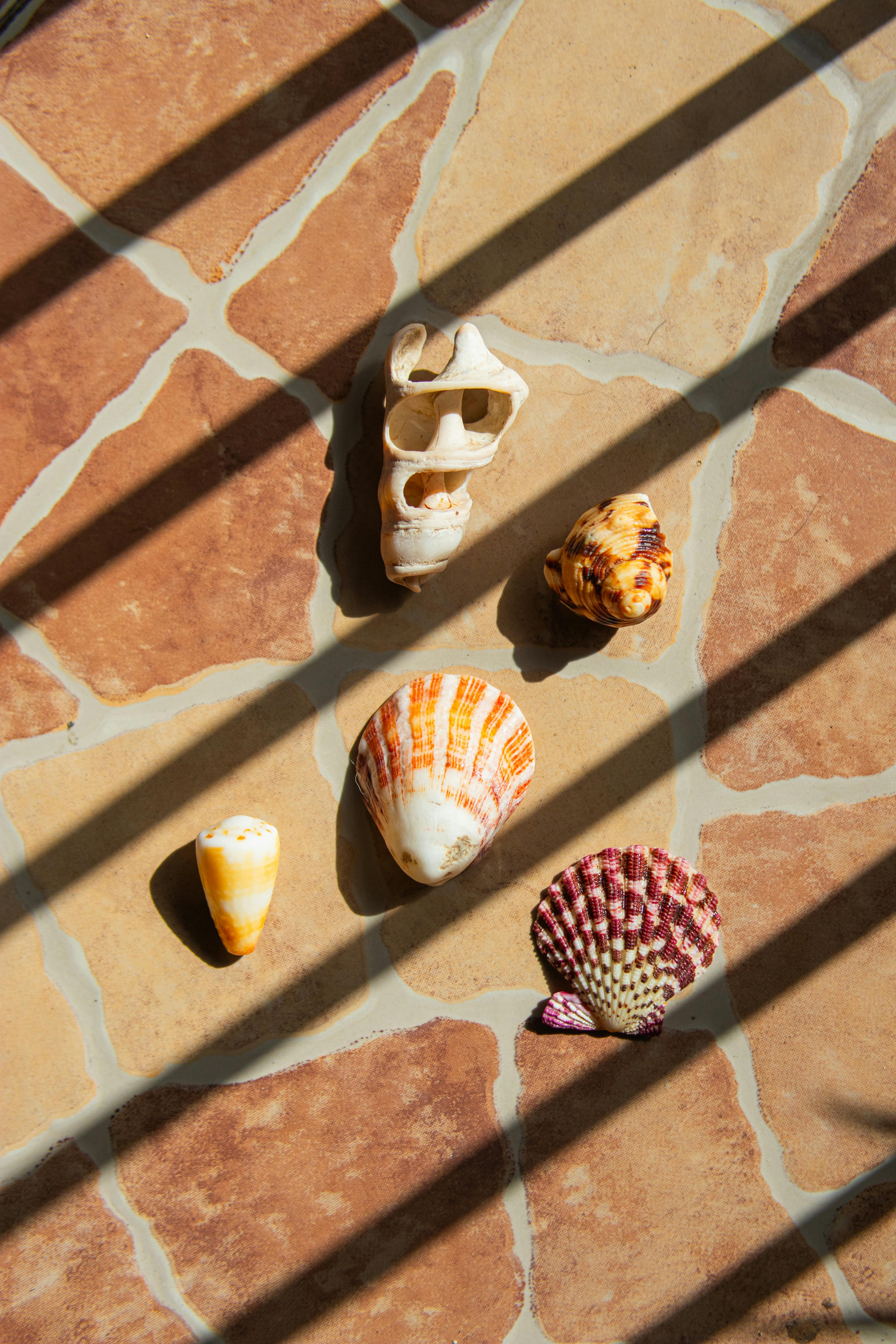 Variety of seashells arranged on stone pavement with sunlight and shadows.