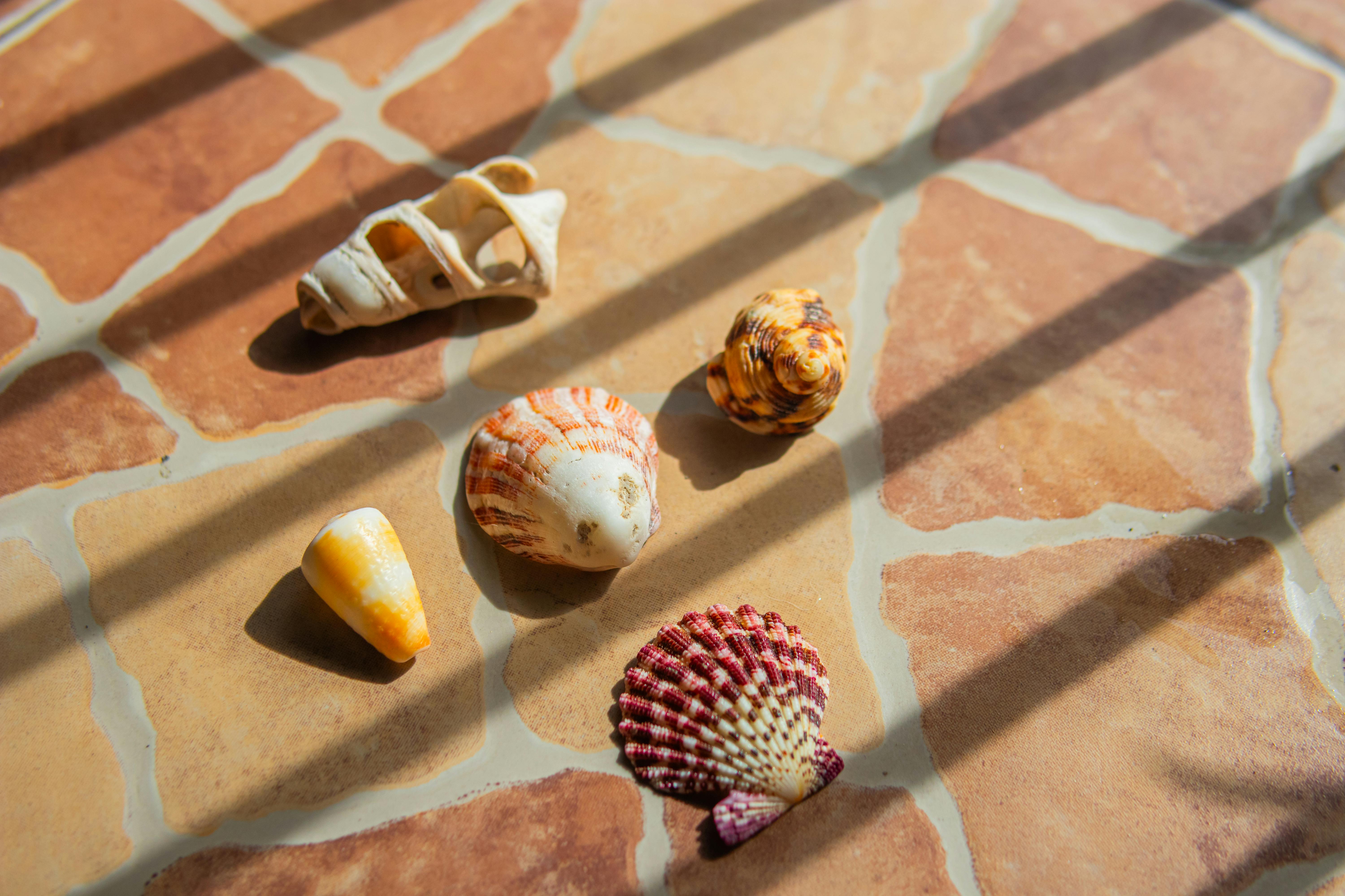 Shells on Pavement · Free Stock Photo