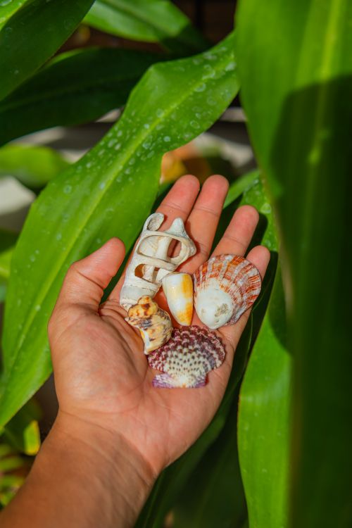 Shell Using Hand Lesn A person holding a hand full of shells · Free Stock Photo
