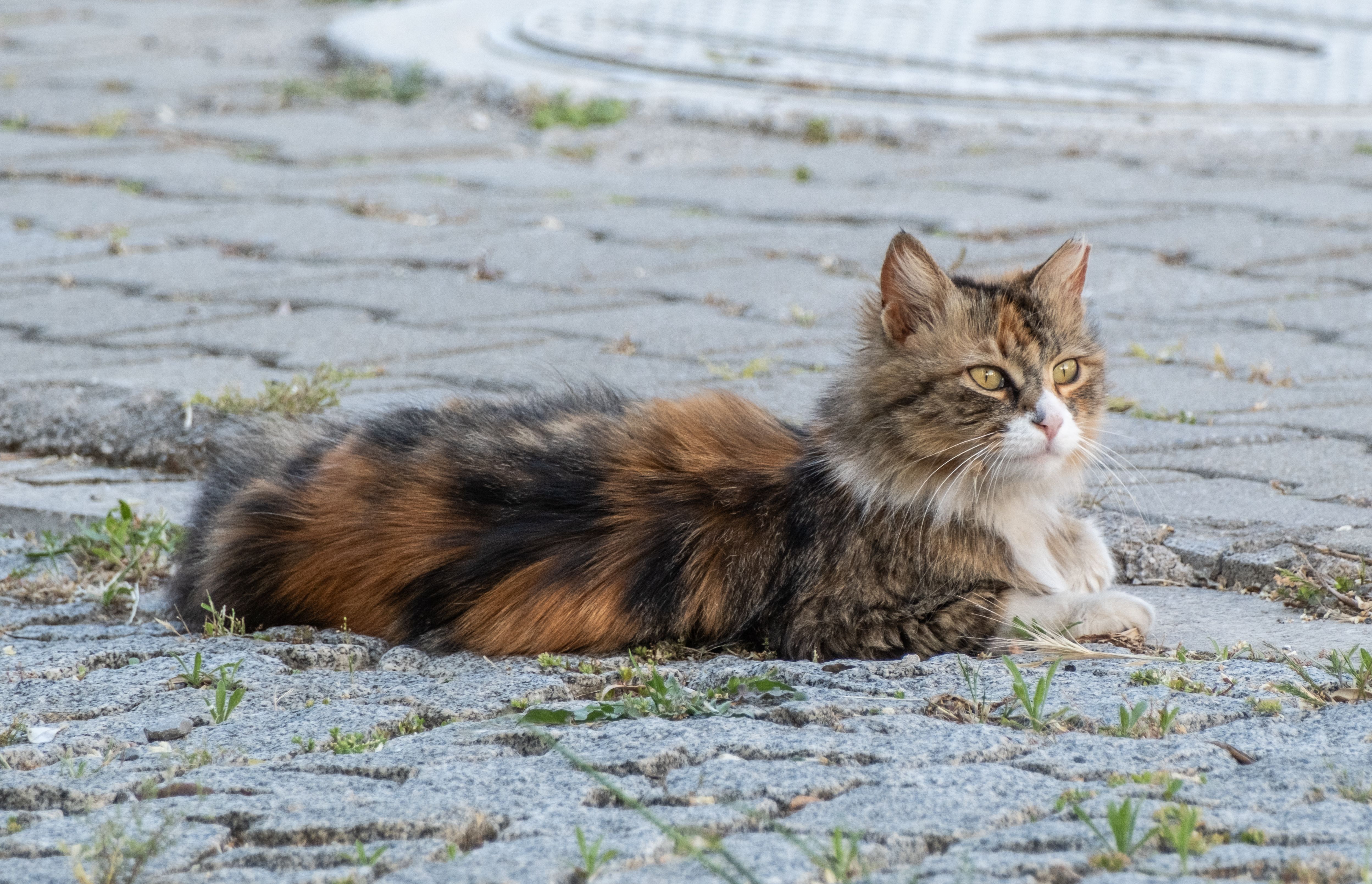 A cat laying on the ground in front of a building · Free Stock Photo