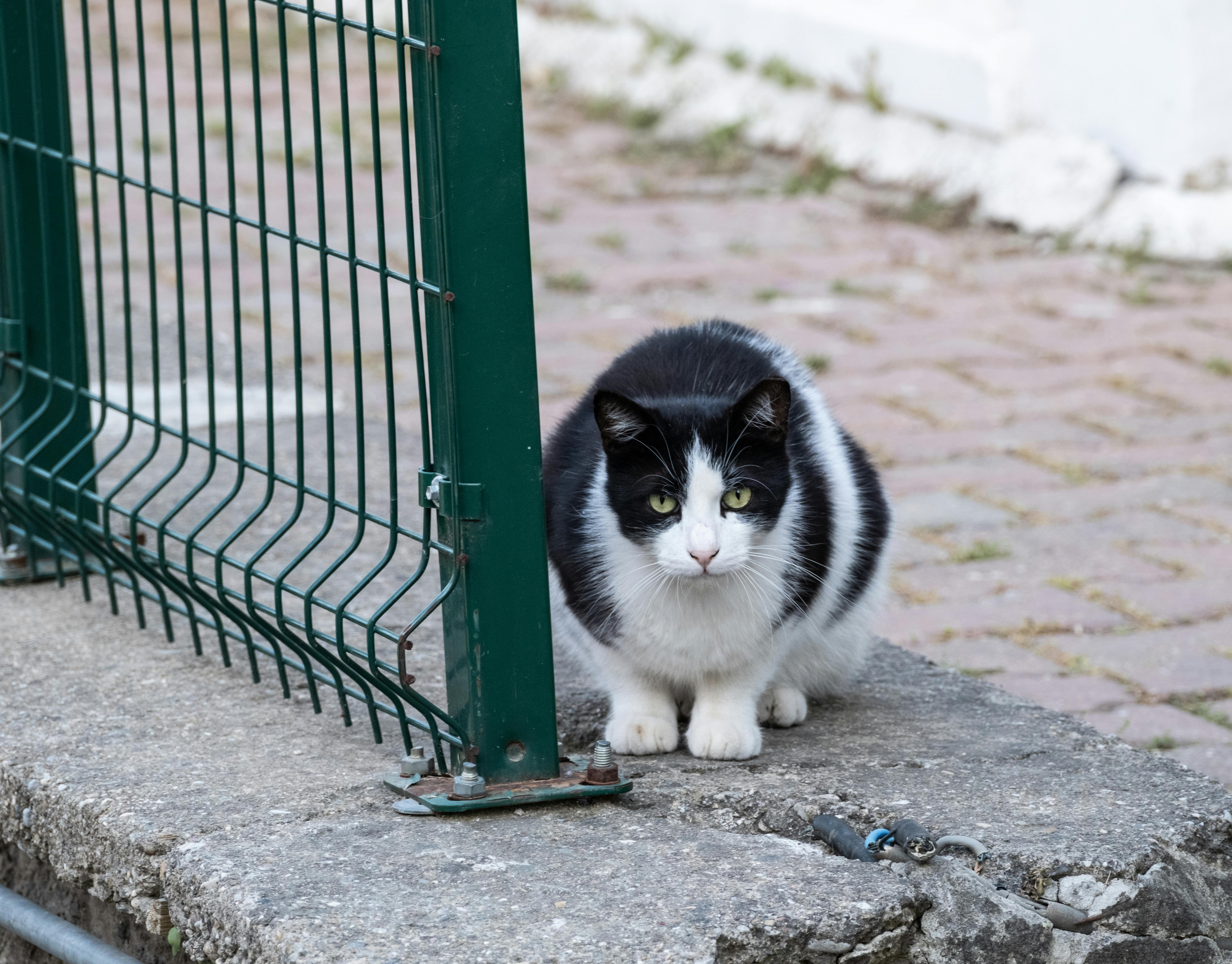 17 de Fevereiro, é celebrado o Dia Mundial do Gato