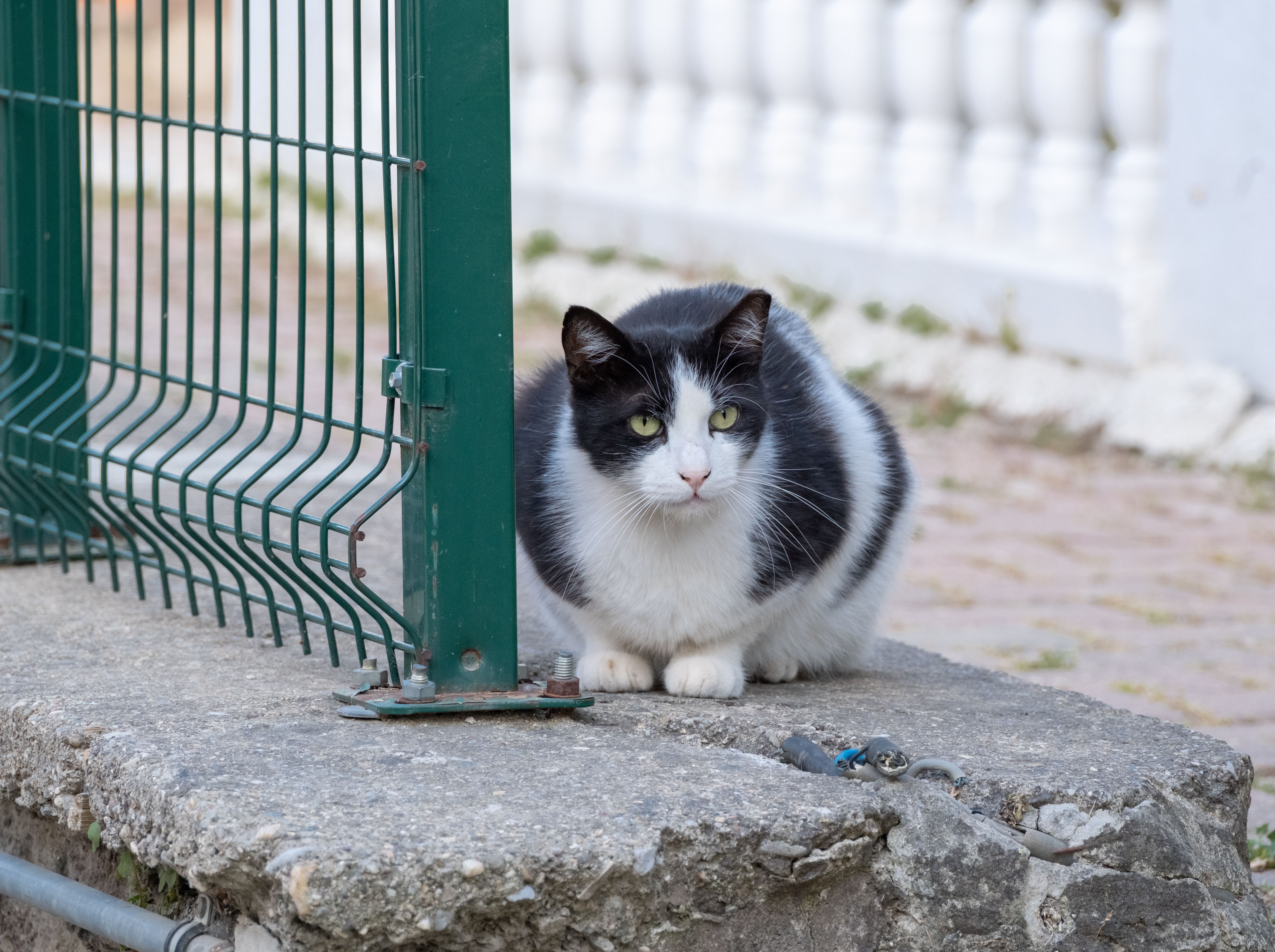 A cat sitting on a stone ledge next to a green fence · Free Stock Photo