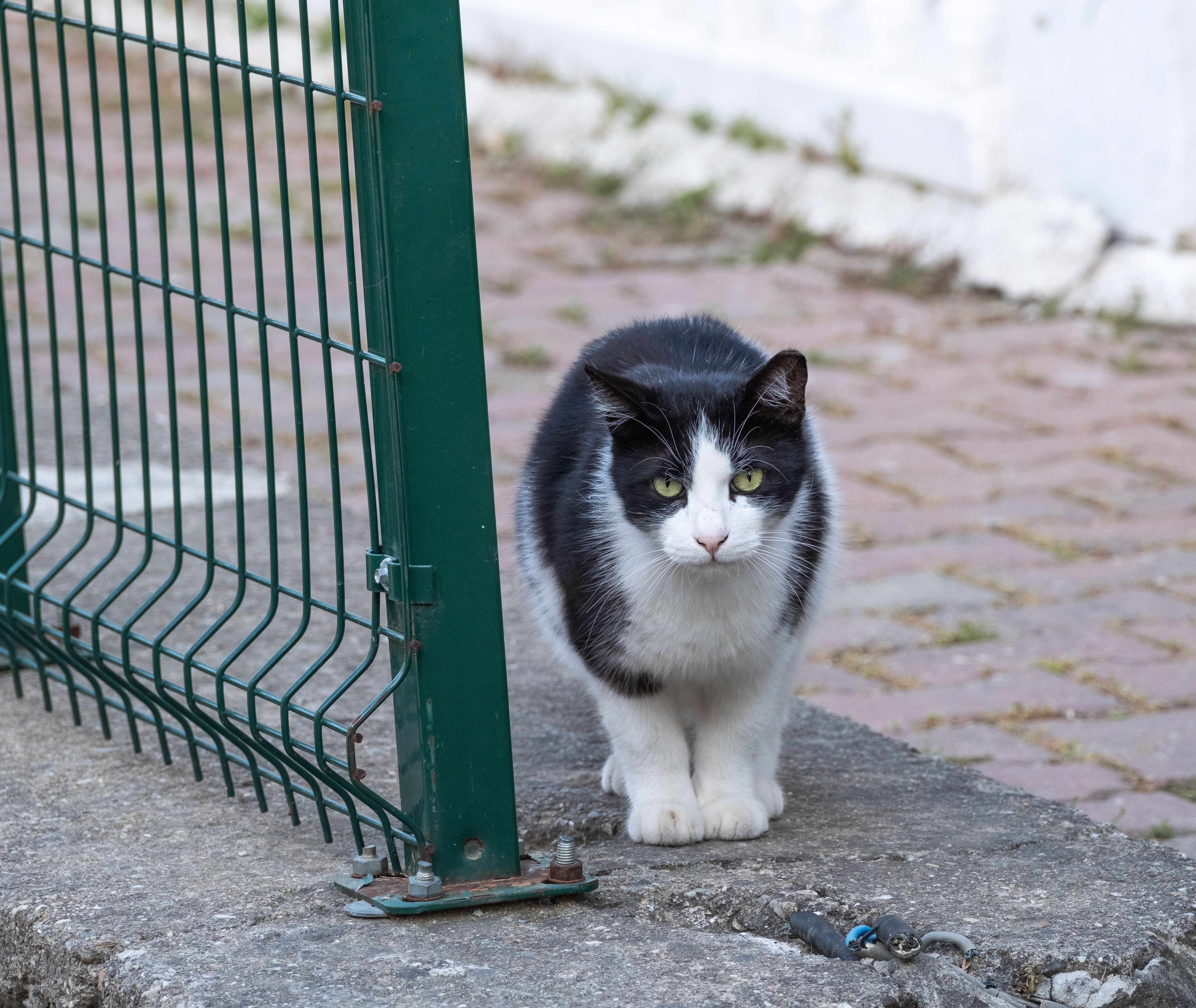 A black and white cat walking on a sidewalk · Free Stock Photo