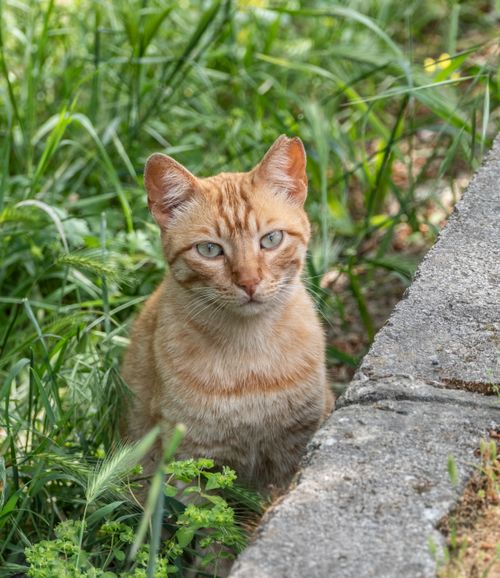 Free Charming ginger cat sitting amidst lush green grass in a rural outdoor setting, captured with selective focus. Stock Photo