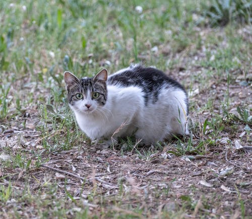 A cat is sitting in the grass