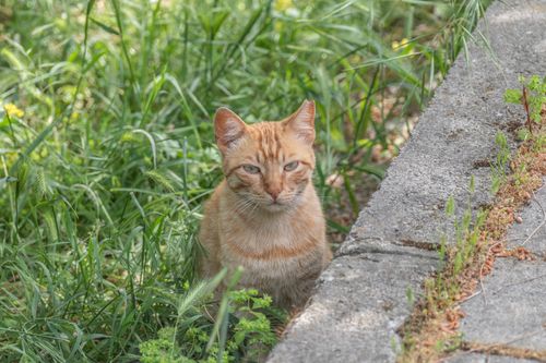 Free A cute orange tabby cat sitting next to a curb, surrounded by lush green grass. Stock Photo
