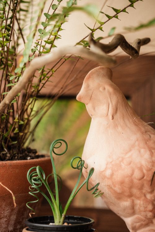 Free A ceramic chicken figurine next to potted plants in a home setting. Stock Photo