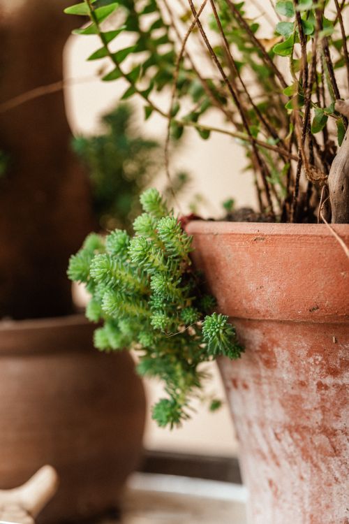 Free Detailed close-up of a succulent plant in a terracotta pot, showcasing lush greenery indoors. Stock Photo