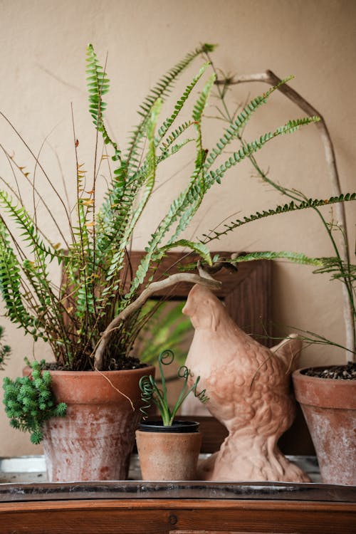 A collection of potted plants on a shelf