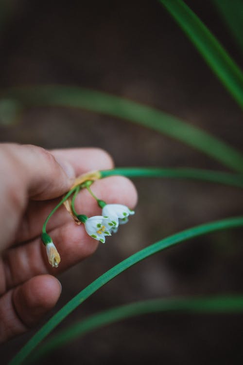 A person holding a flower with a green stem