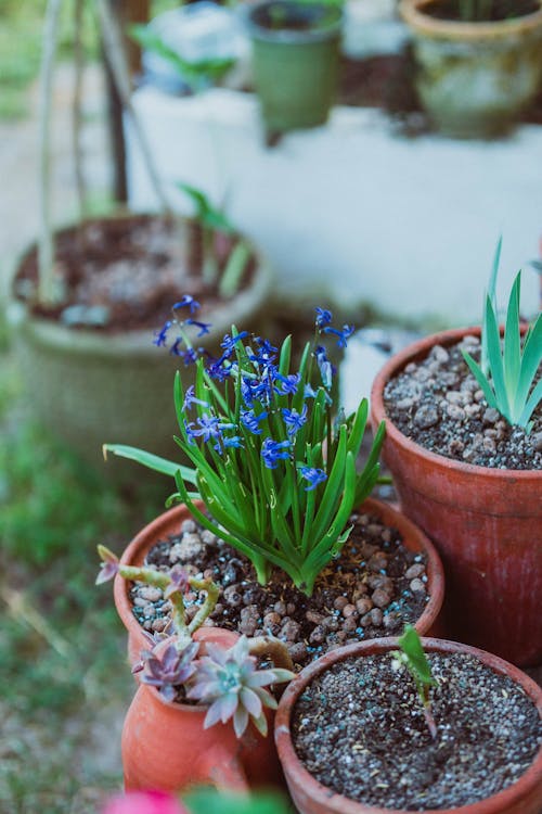 A potted plant with blue flowers in it