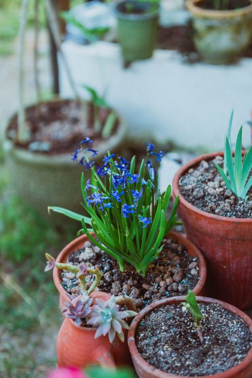 Free Vibrant grape hyacinths bloom in terracotta pots, enhancing garden beauty. Stock Photo