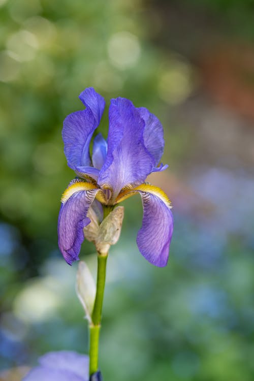 A purple iris flower with a yellow center