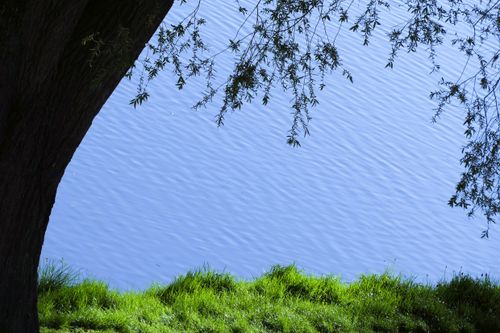 Willow branches trailing over slow river water — photo by Michaela St on Pexels