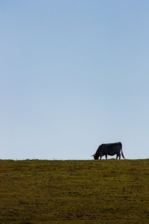 A cow is grazing on a grassy hill