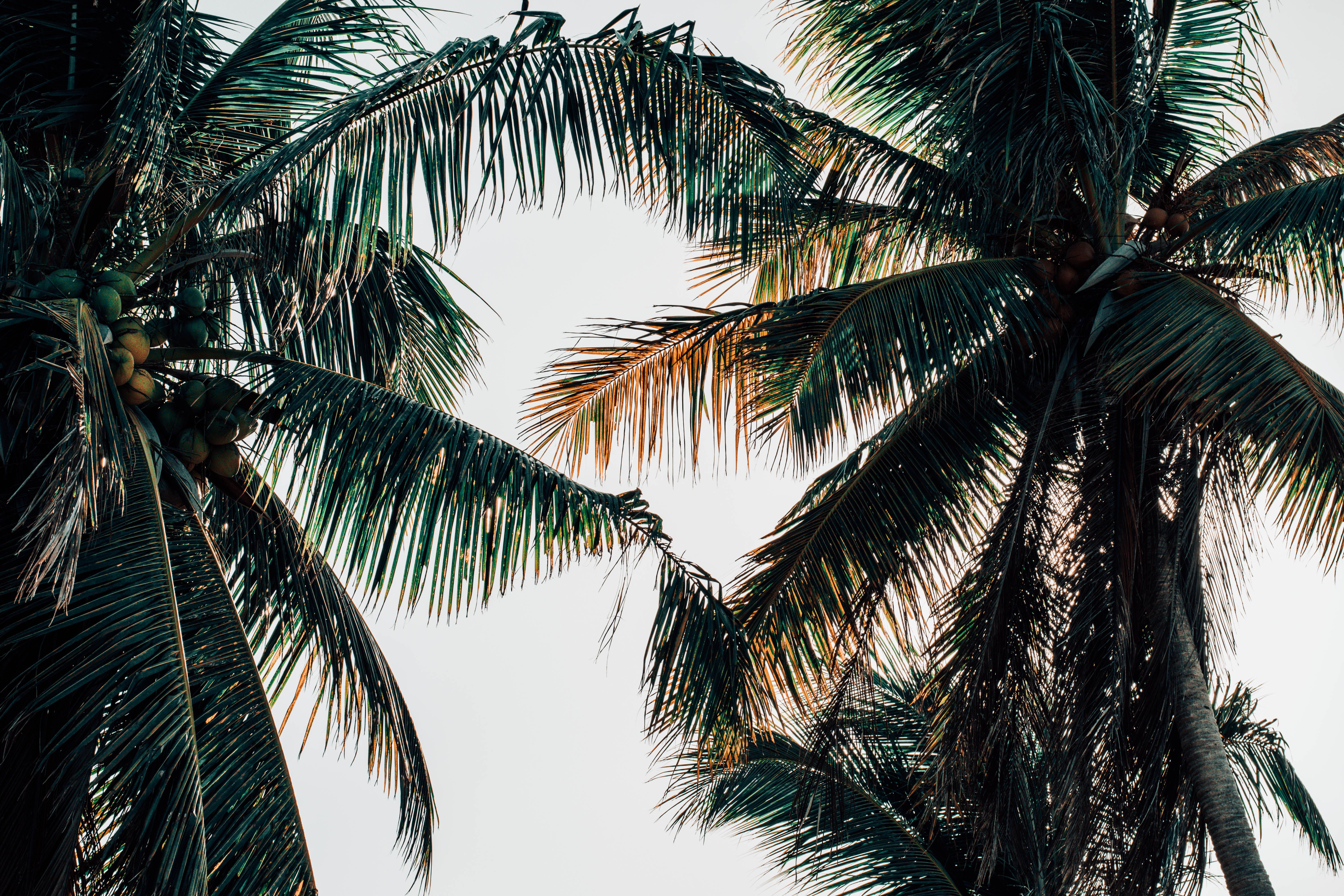 Sunlit palm trees with coconuts against the sky, evoking a tropical paradise feel.