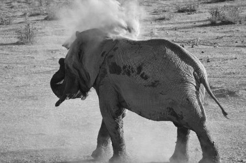 Free Black and white photo of an elephant spraying dust in the open savannah. Stock Photo