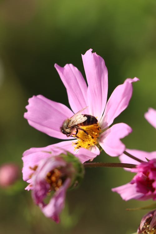 A bee on a pink flower with green leaves