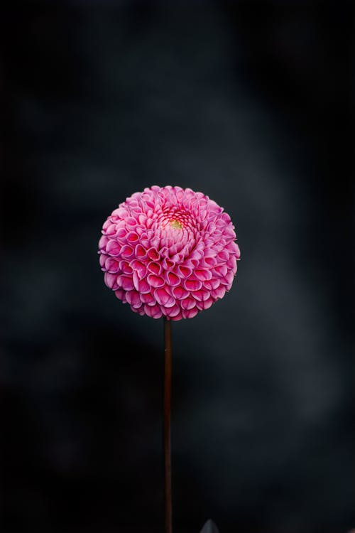 A single pink flower on a stem against a black background