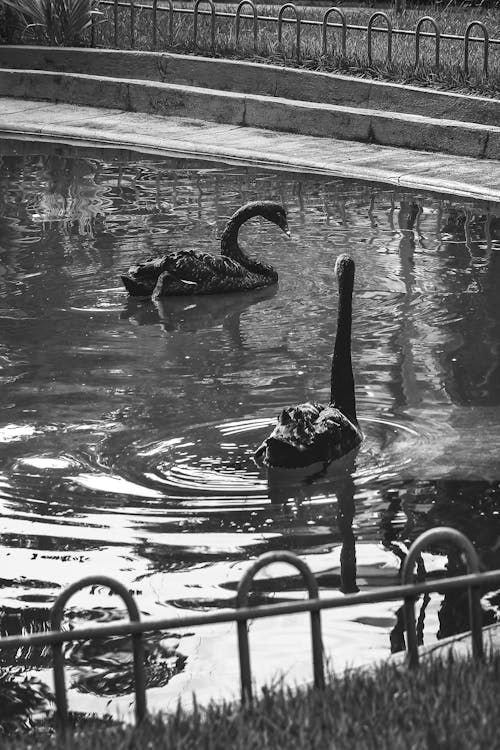 Fotobanka s bezplatnými fotkami na tému bazén, čierny a biely, dopravný systém