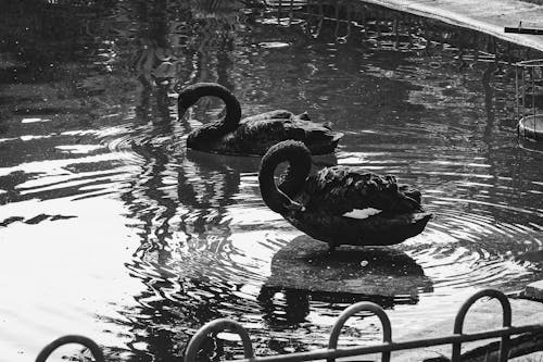 Безкоштовне стокове фото на тему «басейн, відображення, вода»