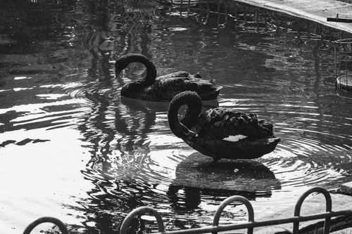 Free Black and white photo of two black swans resting peacefully in a pond. Stock Photo