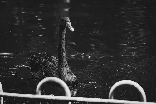 Free A graceful black swan (Cygnus atratus) glides smoothly across a tranquil pond. Stock Photo