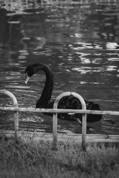 Free A graceful black swan glides through a tranquil lake setting, captured in stunning monochrome. Stock Photo