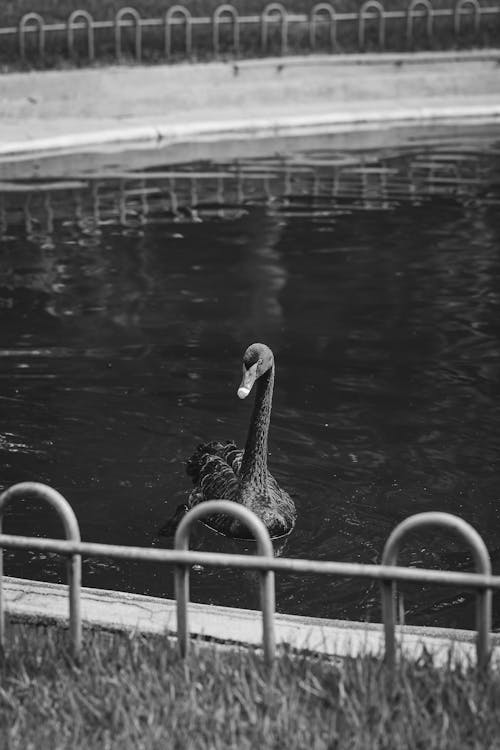 Gratis arkivbilde med basseng, elv, flamingo