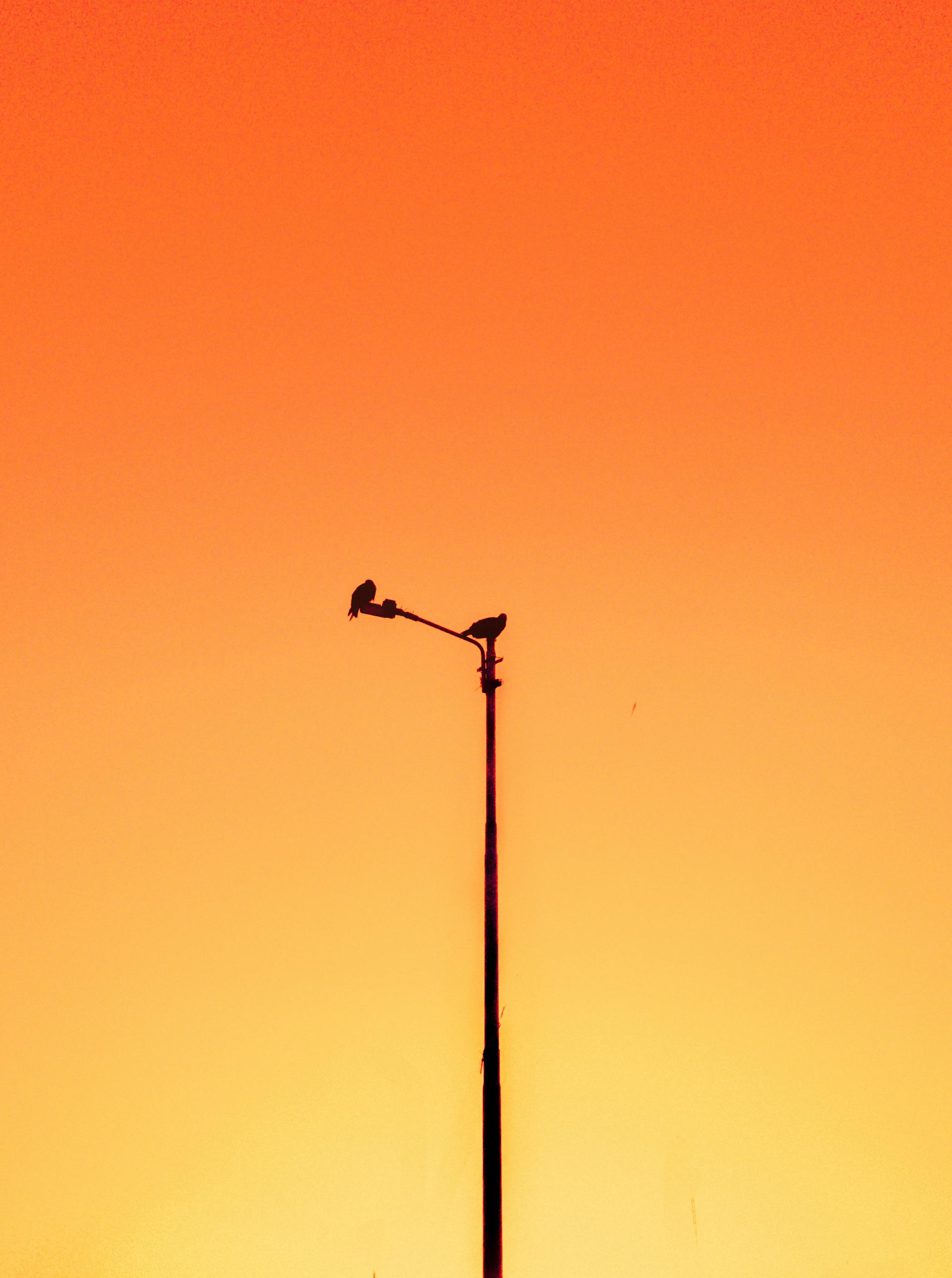 Two birds sitting on a street lamp with a vibrant sunset sky in the background, creating a striking urban silhouette.