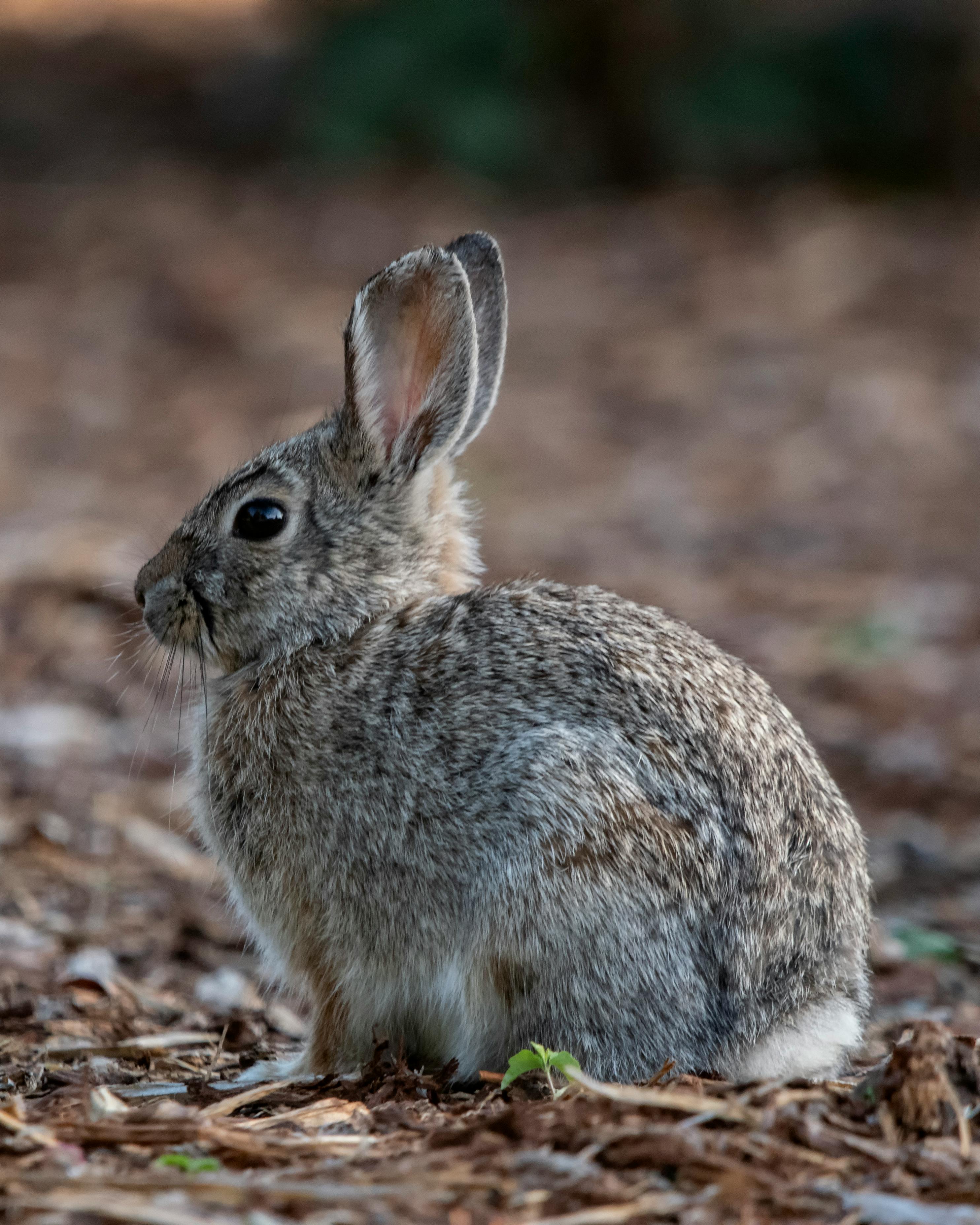 草地上的小灰兔高清壁纸-千叶网