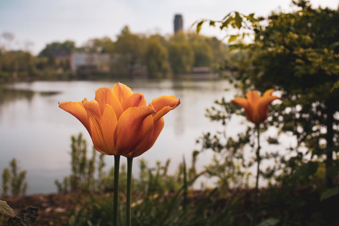 Selective Focus Photography of orange Flower