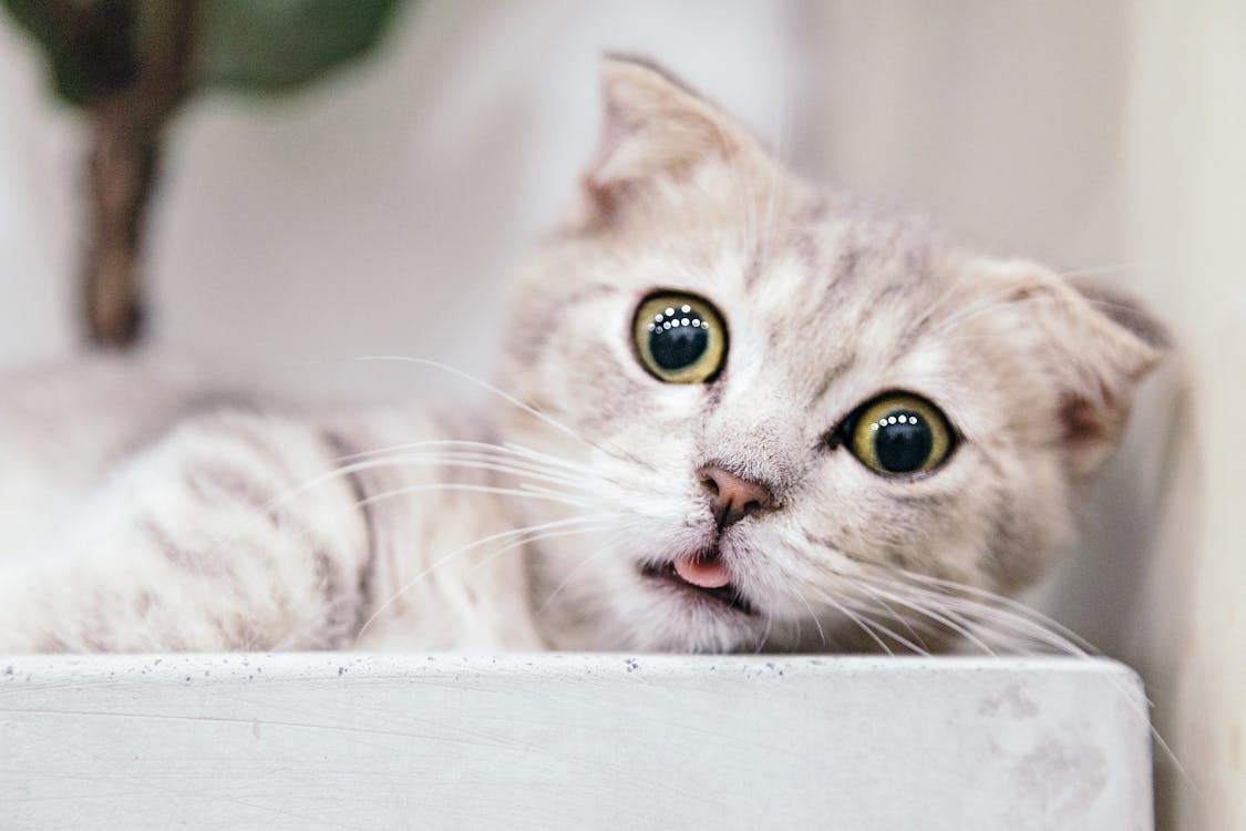 Манчкинская кошка - Топ 10 самых милых кошек в мире 2023