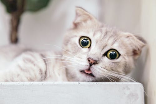Free Shallow Focus Photography Of Cat Stock Photo