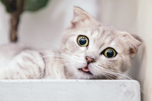 Munchkin Cat Photos, Download The BEST Free Munchkin Cat Stock Photos & HD Images Munchkin Cat Photos, Download The BEST Free Munchkin Cat Stock Photos & HD Images