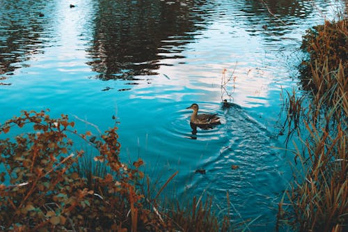 Brown Duck In Water
