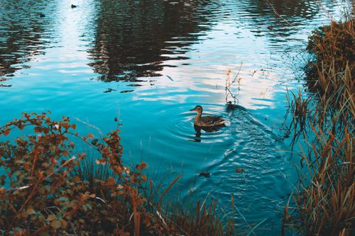 Free A single duck glides across a calm lake surrounded by lush greenery, evoking a peaceful and natural setting. Stock Photo