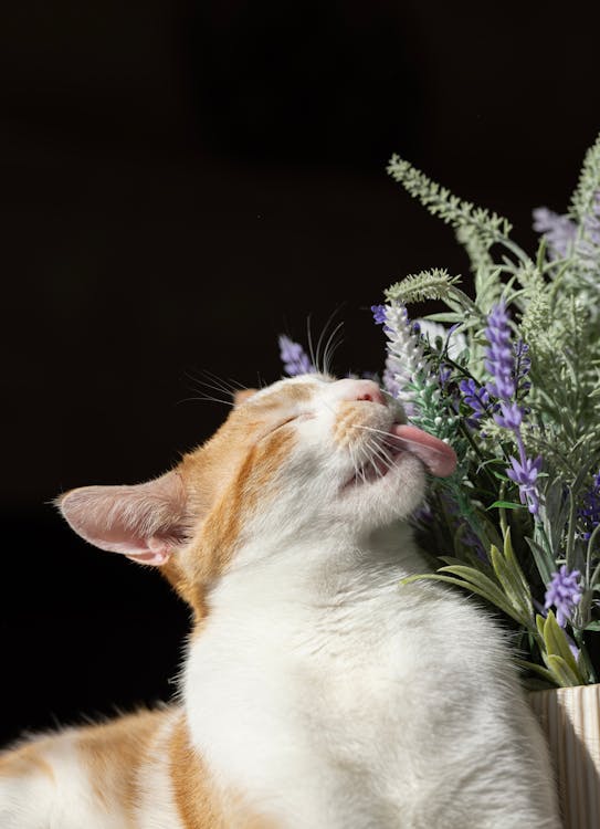 A cat is licking lavender flowers